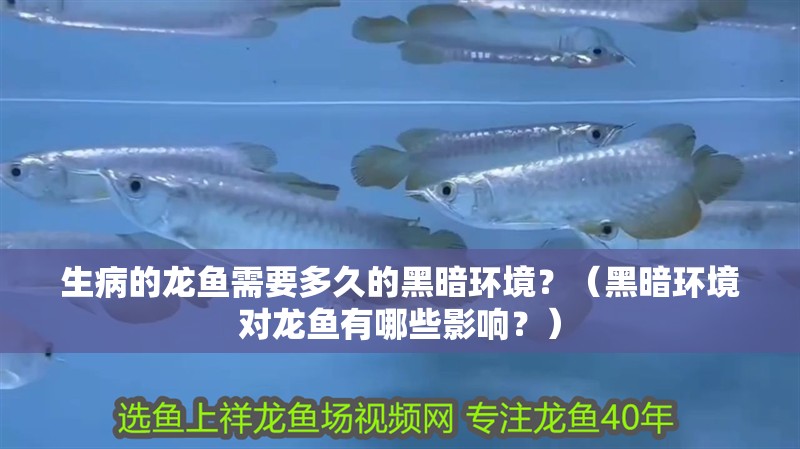 生病的龍魚需要多久的黑暗環境？（黑暗環境對龍魚有哪些影響？）