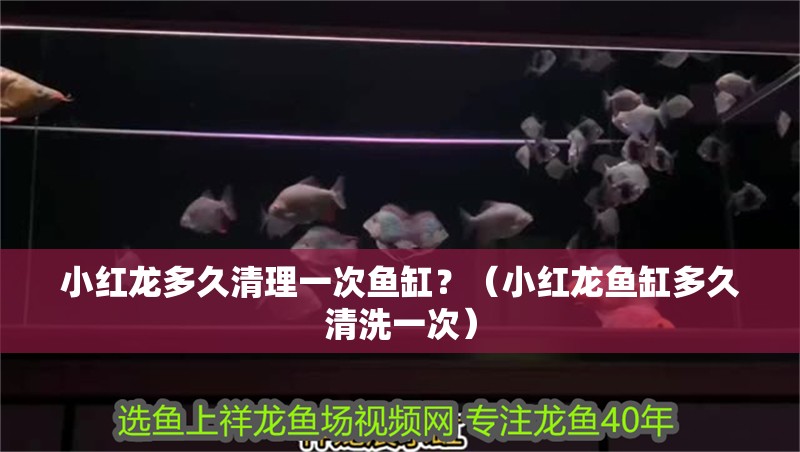小紅龍多久清理一次魚(yú)缸？（小紅龍魚(yú)缸多久清洗一次）