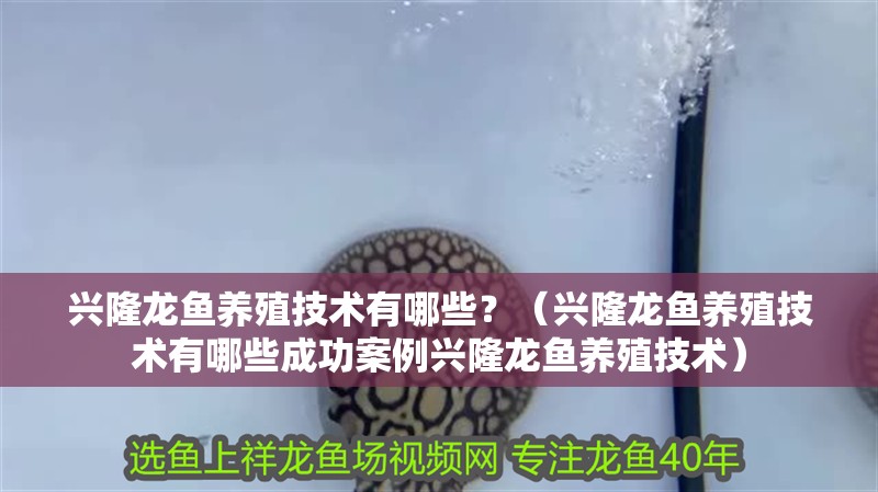 興隆龍魚養殖技術有哪些？（興隆龍魚養殖技術有哪些成功案例興隆龍魚養殖技術） 興隆龍魚養殖技術有哪些？（興隆龍魚養殖技術有哪些成功案例興隆龍魚養殖技術） 龍魚百科