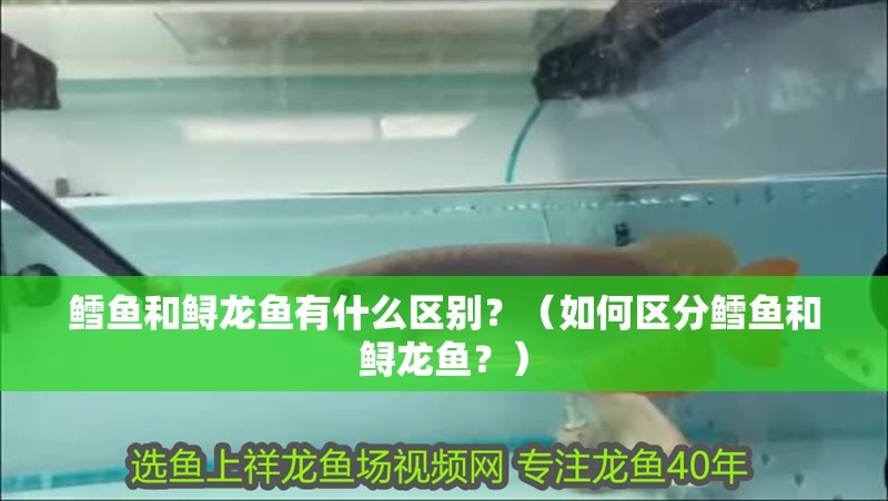 鱈魚和鱘龍魚有什么區別？（如何區分鱈魚和鱘龍魚？）