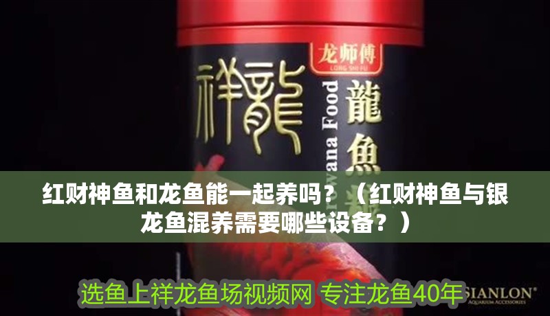 紅財(cái)神魚和龍魚能一起養(yǎng)嗎？（紅財(cái)神魚與銀龍魚混養(yǎng)需要哪些設(shè)備？）