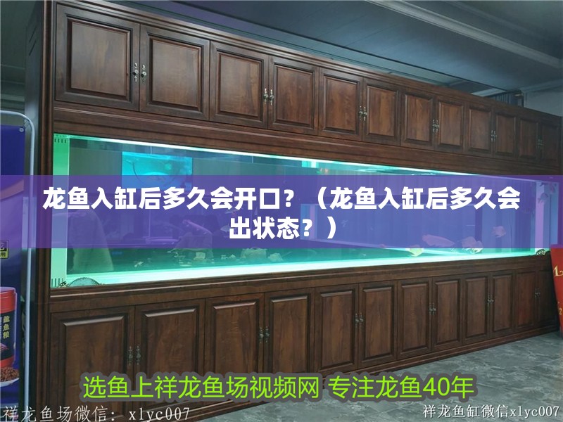 龍魚入缸后多久會開口？（龍魚入缸后多久會出狀態(tài)？）