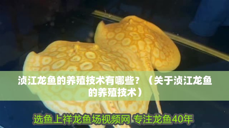 湞江龍魚的養殖技術有哪些？（關于湞江龍魚的養殖技術）