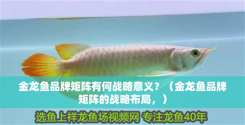 金龍魚品牌矩陣有何戰略意義？（金龍魚品牌矩陣的戰略布局，） 金龍魚品牌矩陣有何戰略意義？（金龍魚品牌矩陣的戰略布局，） 龍魚百科