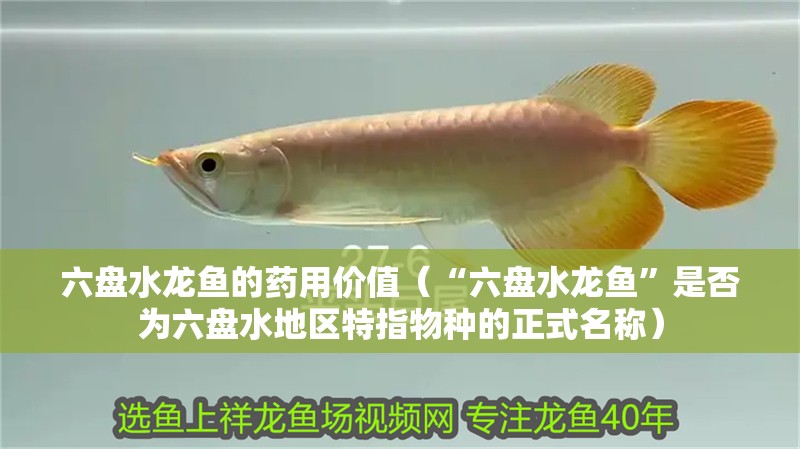 六盤水龍魚的藥用價值（“六盤水龍魚”是否為六盤水地區特指物種的正式名稱）