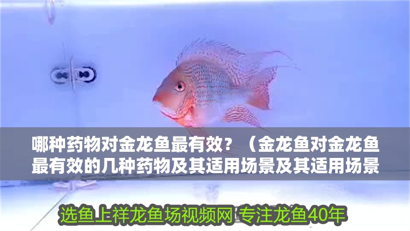 哪種藥物對金龍魚最有效？（金龍魚對金龍魚最有效的幾種藥物及其適用場景及其適用場景）