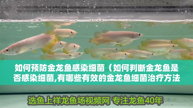 如何預(yù)防金龍魚感染細(xì)菌（如何判斷金龍魚是否感染細(xì)菌,有哪些有效的金龍魚細(xì)菌治療方法）