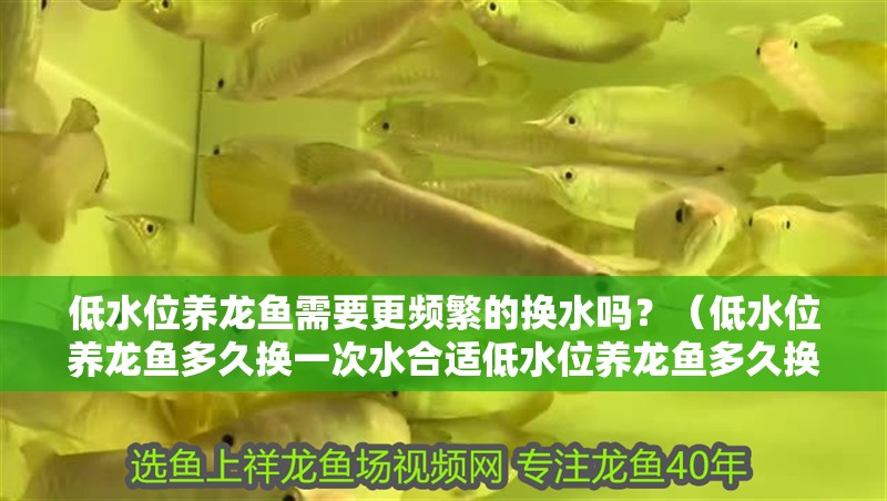 低水位養(yǎng)龍魚需要更頻繁的換水嗎？（低水位養(yǎng)龍魚多久換一次水合適低水位養(yǎng)龍魚多久換一次水合適）