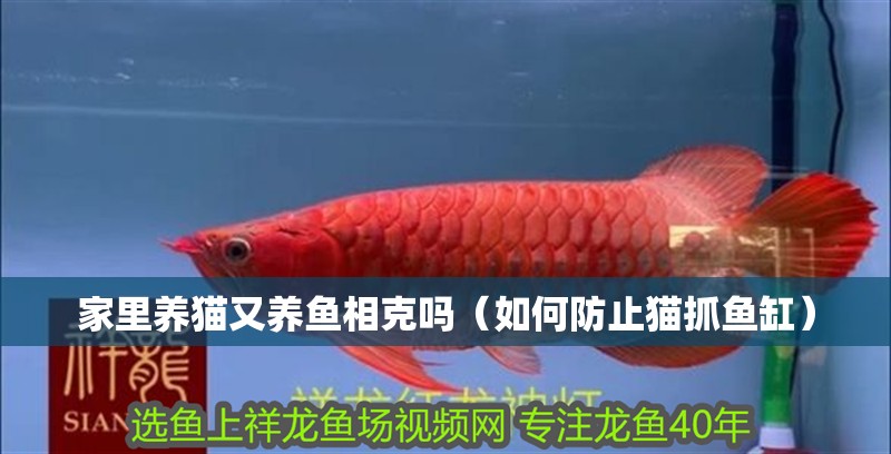 家里養貓又養魚相克嗎（如何防止貓抓魚缸）