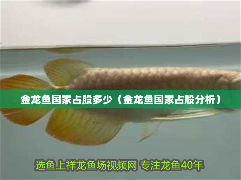 金龍魚國家占股多少（金龍魚國家占股分析）
