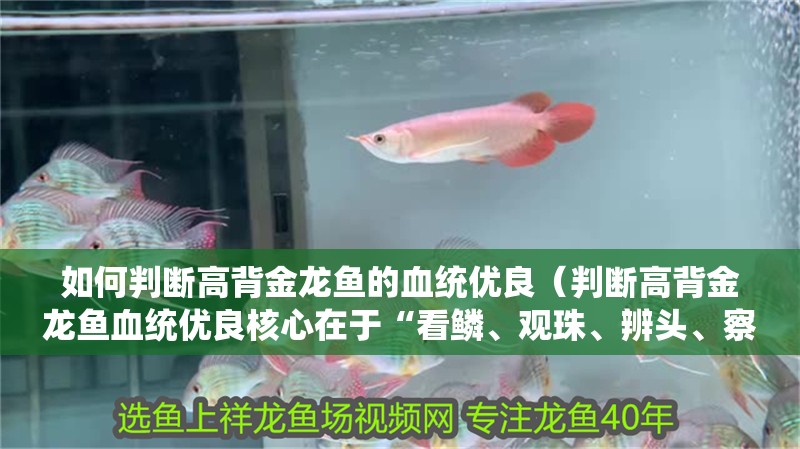 如何判斷高背金龍魚的血統優良（判斷高背金龍魚血統優良核心在于“看鱗、觀珠、辨頭、察色”四要素）