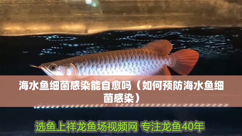 海水魚細菌感染能自愈嗎（如何預防海水魚細菌感染）