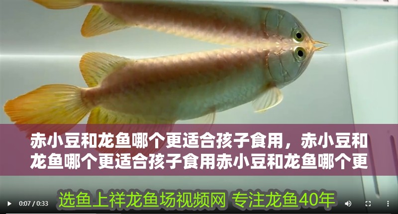 赤小豆和龍魚哪個更適合孩子食用，赤小豆和龍魚哪個更適合孩子食用赤小豆和龍魚哪個更適合