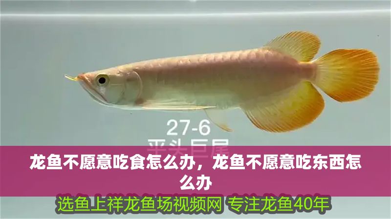 龍魚不愿意吃食怎么辦，龍魚不愿意吃東西怎么辦