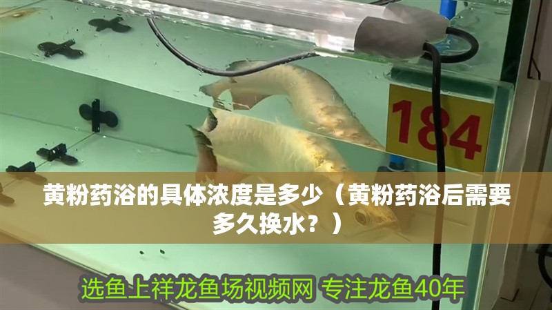 黃粉藥浴的具體濃度是多少（黃粉藥浴后需要多久換水？）