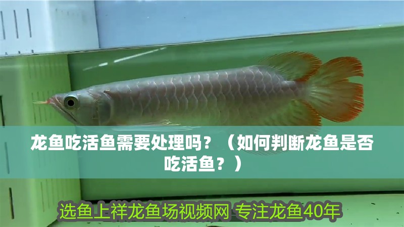 龍魚吃活魚需要處理嗎？（如何判斷龍魚是否吃活魚？）