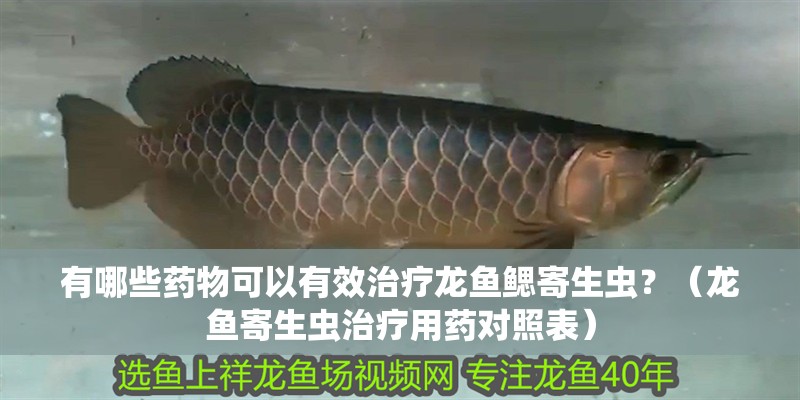 有哪些藥物可以有效治療龍魚鰓寄生蟲？（龍魚寄生蟲治療用藥對照表）