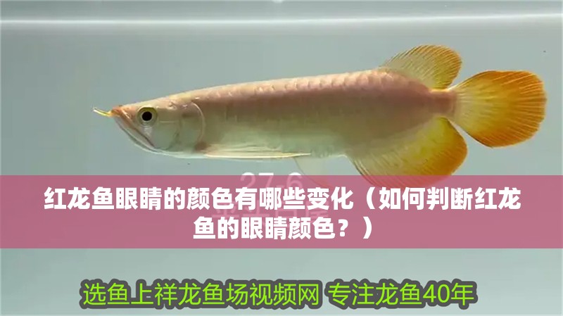 紅龍魚眼睛的顏色有哪些變化（如何判斷紅龍魚的眼睛顏色？）