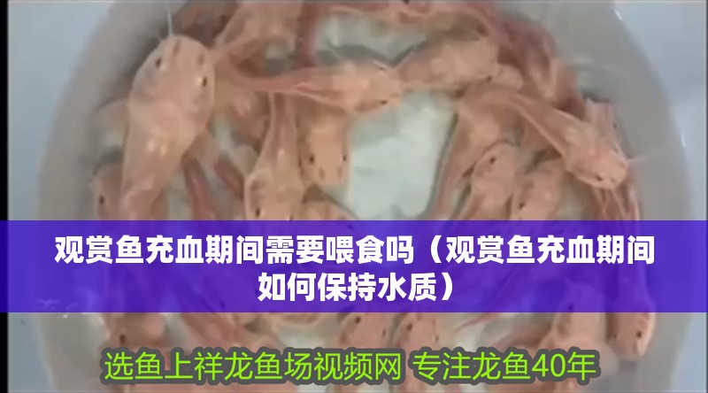 觀賞魚充血期間需要喂食嗎（觀賞魚充血期間如何保持水質）
