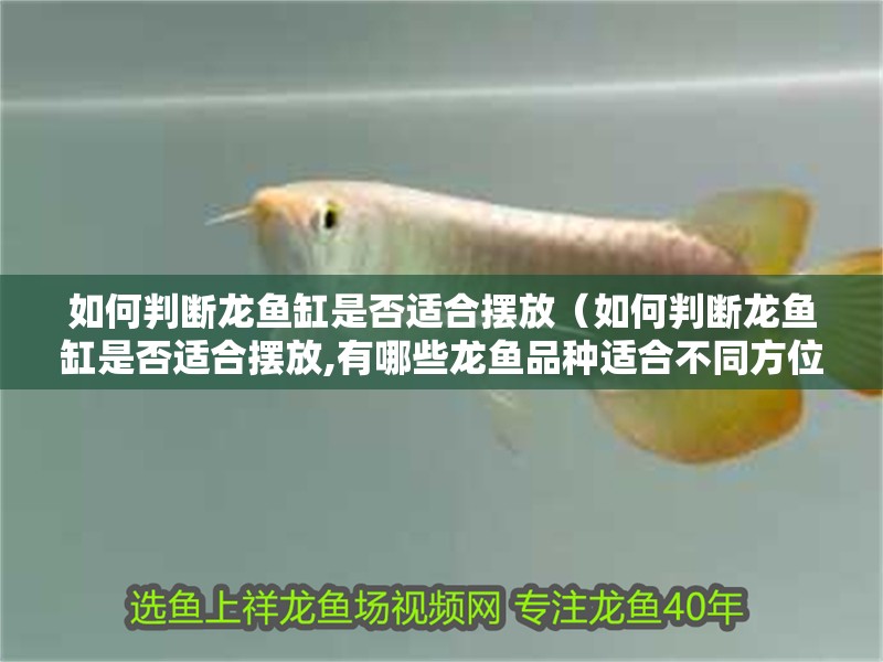 如何判斷龍魚缸是否適合擺放（如何判斷龍魚缸是否適合擺放,有哪些龍魚品種適合不同方位）