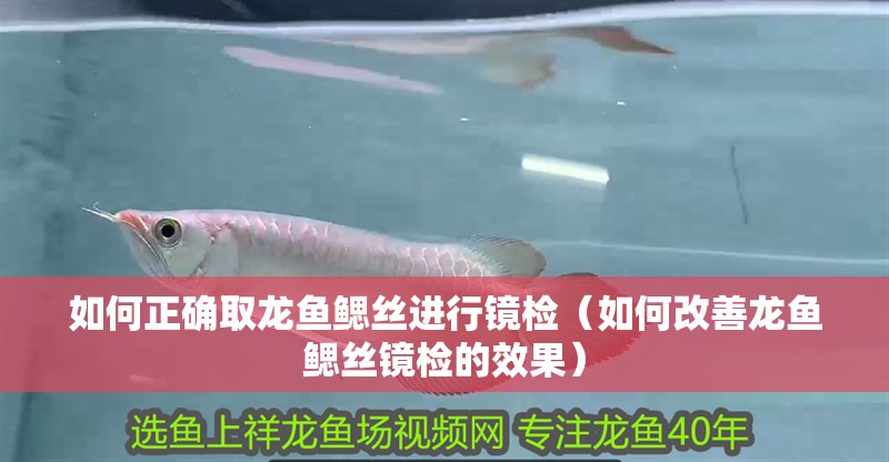 如何正確取龍魚鰓絲進行鏡檢（如何改善龍魚鰓絲鏡檢的效果）
