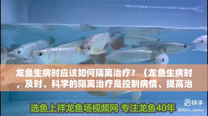 龍魚生病時應該如何隔離治療？（龍魚生病時，及時、科學的隔離治療是控制病情、提高治愈率的關鍵步驟） 龍魚生病時應該如何隔離治療？（龍魚生病時，及時、科學的隔離治療是控制病情、提高治愈率的關鍵步驟） 龍魚百科