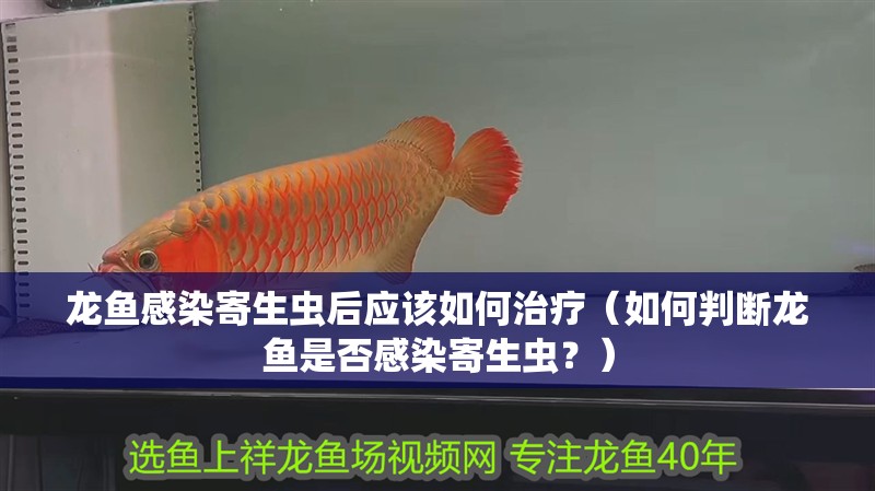 龍魚感染寄生蟲后應該如何治療（如何判斷龍魚是否感染寄生蟲？）