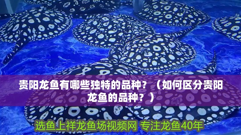 貴陽龍魚有哪些獨特的品種？（如何區分貴陽龍魚的品種？）