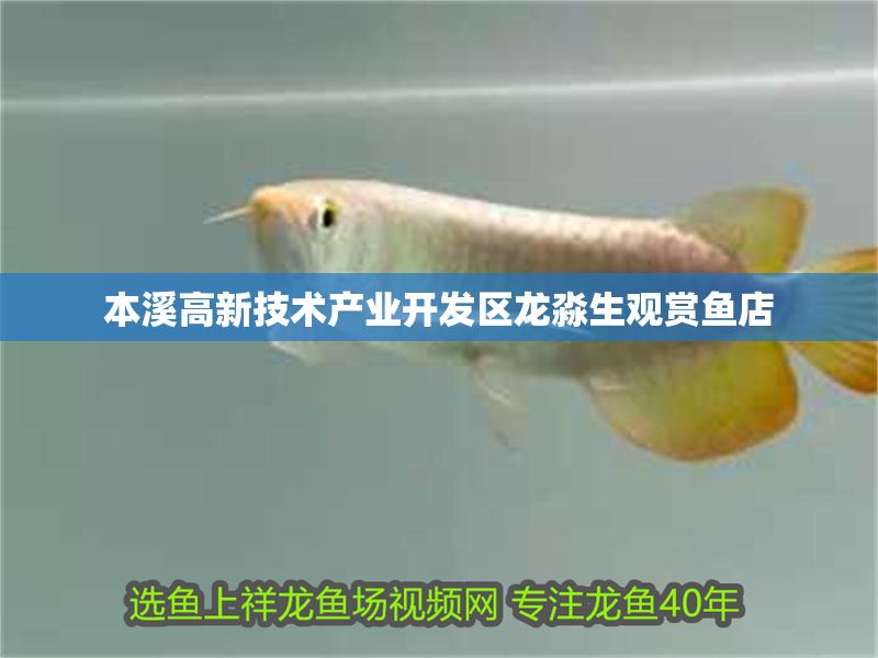 本溪高新技術產業開發區龍淼生觀賞魚店