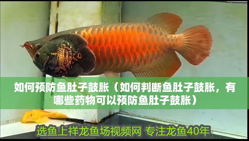 如何預防魚肚子鼓脹（如何判斷魚肚子鼓脹，有哪些藥物可以預防魚肚子鼓脹）
