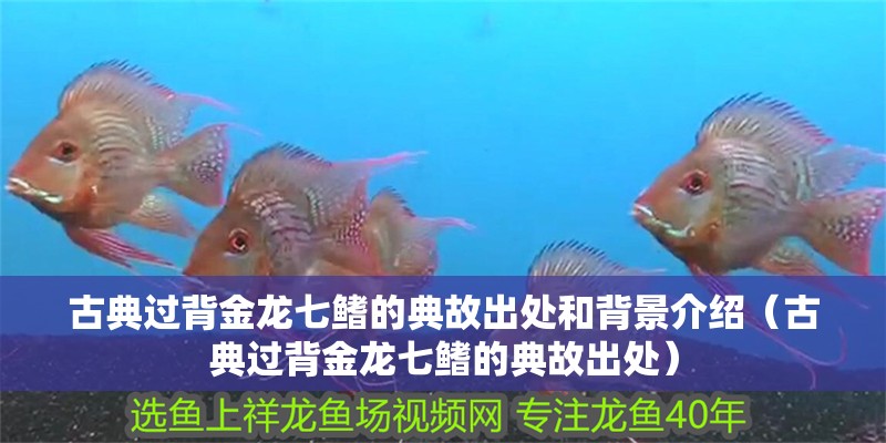 古典過背金龍七鰭的典故出處和背景介紹（古典過背金龍七鰭的典故出處）