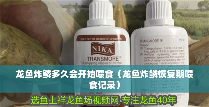 龍魚炸鱗多久會開始喂食（龍魚炸鱗恢復期喂食記錄）