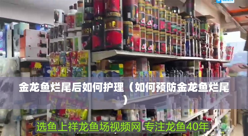 金龍魚爛尾后如何護理（如何預(yù)防金龍魚爛尾）