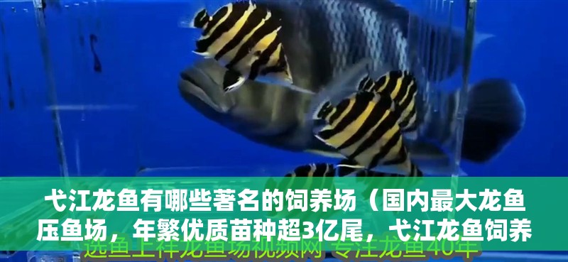 <strong><mark>弋江</mark></strong>龍魚有哪些著名的飼養場（國內最大龍魚壓魚場，年繁優質苗種超3億尾，<strong><mark>弋江</mark></strong>龍魚飼養場）