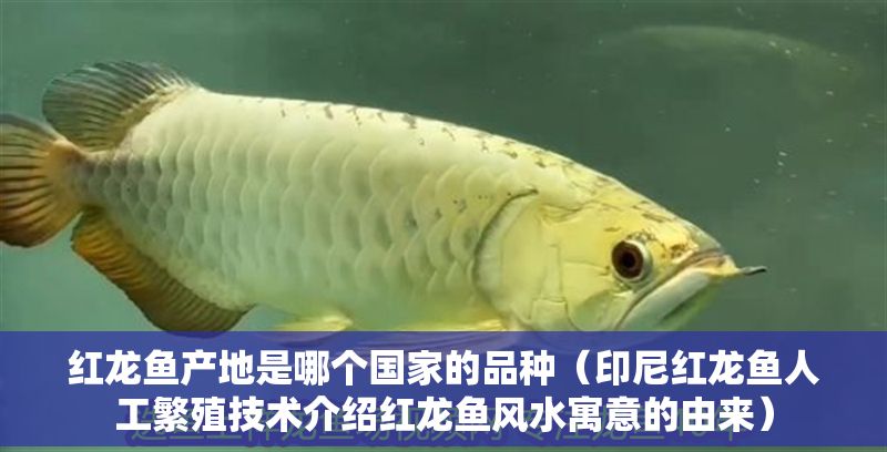 紅龍魚產地是哪個國家的品種（印尼紅龍魚人工繁殖技術介紹紅龍魚風水寓意的由來）