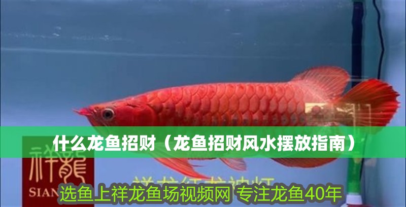 什么龍魚招財（龍魚招財風水擺放指南）