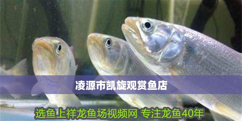 凌源市凱旋觀賞魚店