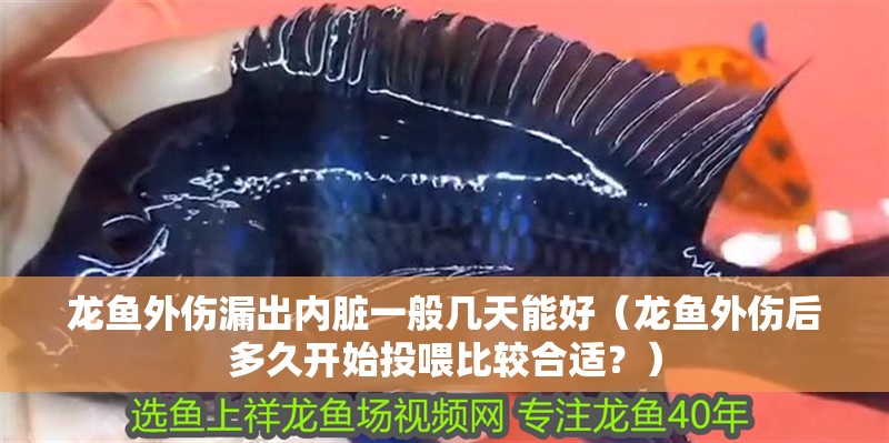 龍魚外傷漏出內(nèi)臟一般幾天能好（龍魚外傷后多久開始投喂比較合適？）