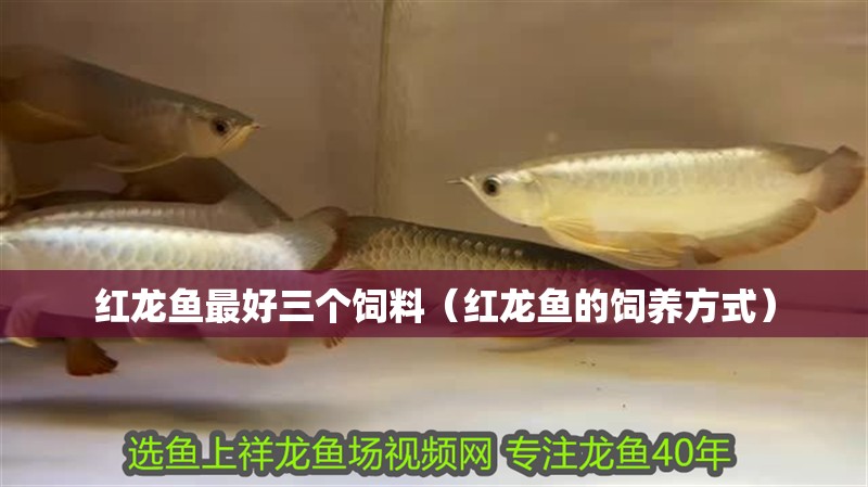 紅龍魚最好三個飼料（紅龍魚的飼養(yǎng)方式）