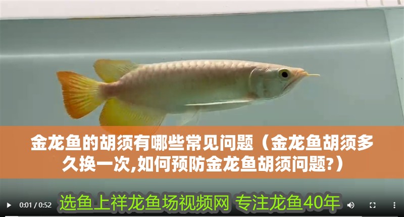 金龍魚的胡須有哪些常見問題（金龍魚胡須多久換一次,如何預防金龍魚胡須問題?）