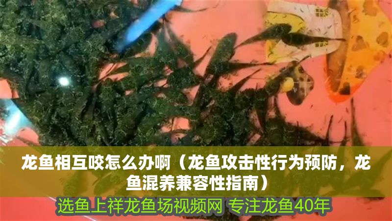 龍魚相互咬怎么辦?。堲~攻擊性行為預防，龍魚混養兼容性指南）