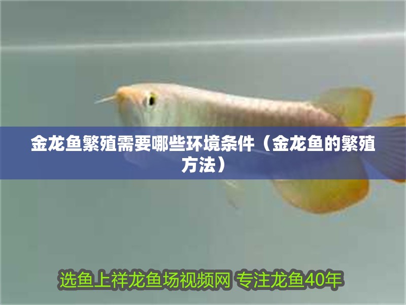 金龍魚繁殖需要哪些環境條件（金龍魚的繁殖方法）