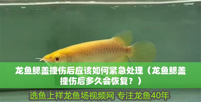 龍魚鰓蓋撞傷后應該如何緊急處理（龍魚鰓蓋撞傷后多久會恢復？） 龍魚鰓蓋撞傷后應該如何緊急處理（龍魚鰓蓋撞傷后多久會恢復？） 龍魚百科