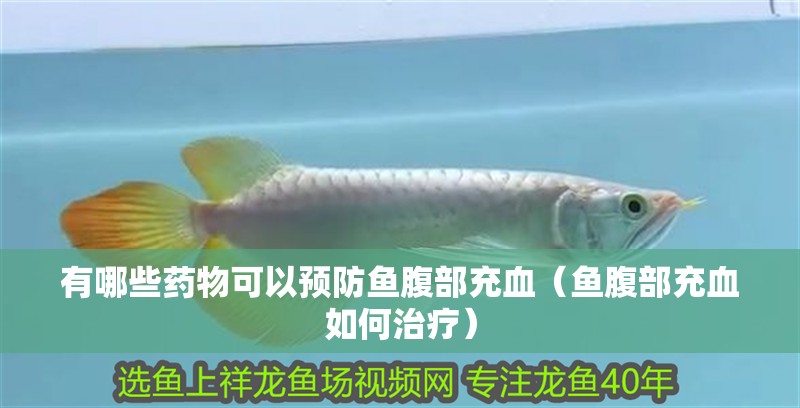 有哪些藥物可以預防魚腹部充血（魚腹部充血如何治療）