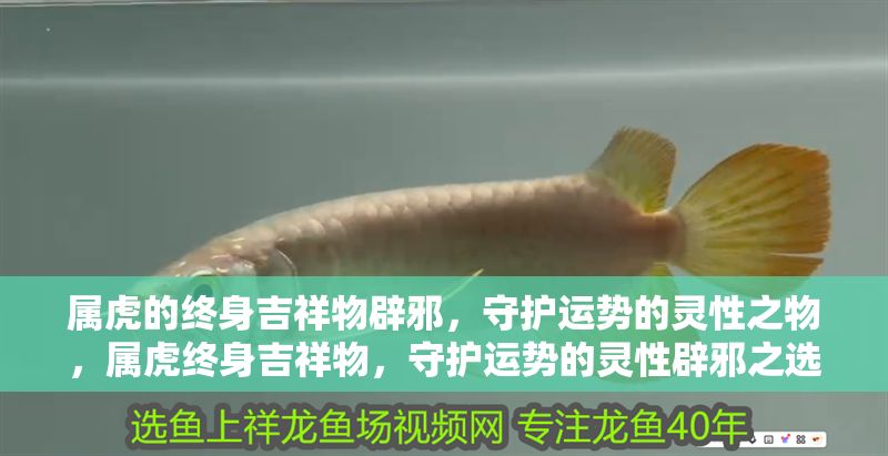 屬虎的終身吉祥物辟邪,守護運勢的靈性之物,屬虎終身吉祥物,守護運勢的靈性辟邪之選 龍魚百科 第1張 屬虎的終身吉祥物辟邪,守護運勢的靈性之物,屬虎終身吉祥物,守護運勢的靈性辟邪之選 屬虎的終身吉祥物辟邪,守護運勢的靈性之物,屬虎終身吉祥物,守護運勢的靈性辟邪之選 龍魚百科 第1張