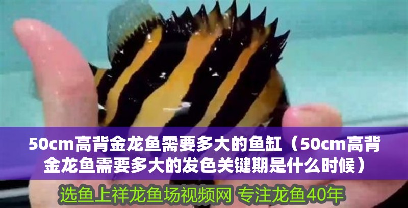 50cm高背金龍魚需要多大的魚缸（50cm高背金龍魚需要多大的發(fā)色關(guān)鍵期是什么時(shí)候）