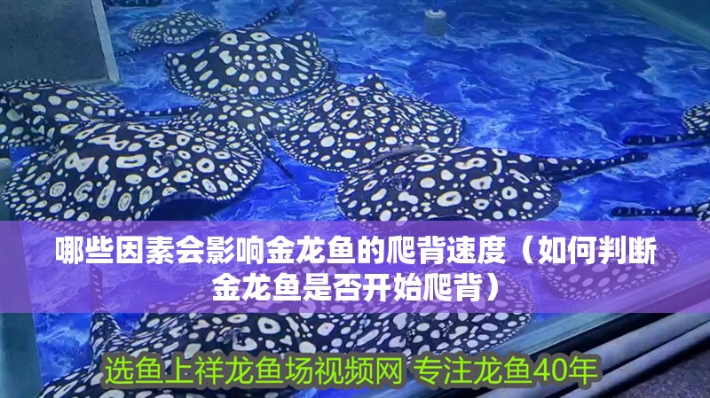 哪些因素會影響金龍魚的爬背速度（如何判斷金龍魚是否開始爬背）