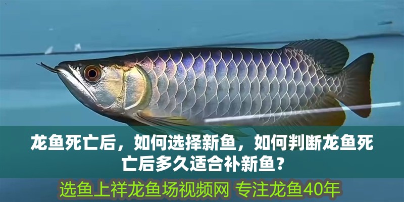 龍魚死亡后，如何選擇新魚，如何判斷龍魚死亡后多久適合補新魚？