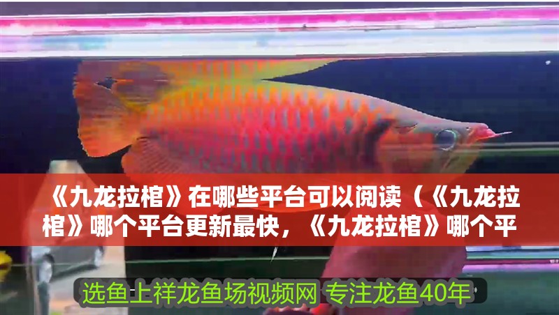 《九龍拉棺》在哪些平臺可以閱讀（《九龍拉棺》哪個平臺更新最快，《九龍拉棺》哪個平臺閱讀體驗最好）