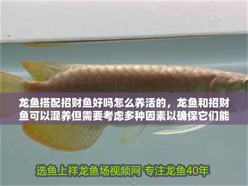 龍魚搭配招財魚好嗎怎么養活的，龍魚和招財魚可以混養但需要考慮多種因素以確保它們能夠和諧共處